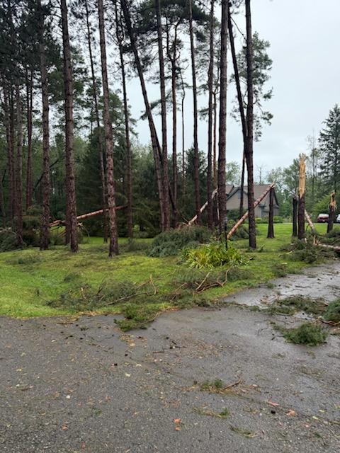 Storm damaged pines snapped off mid trunk with brush stacked in piles during emergency tree removal cleanup in Ontario NY