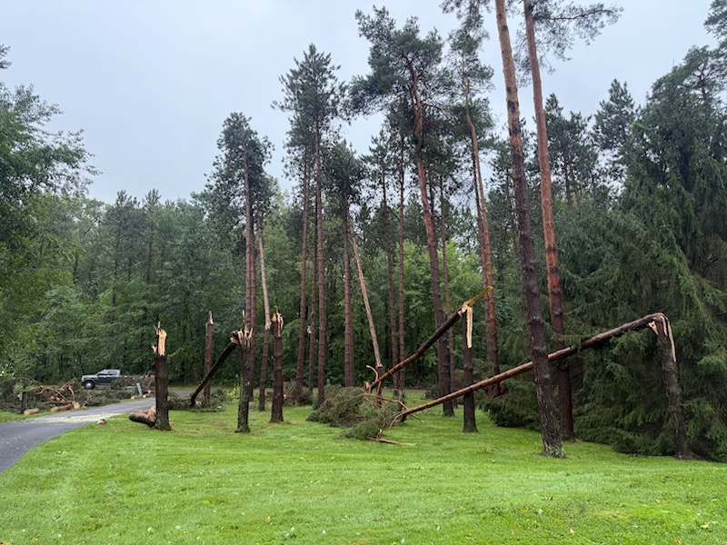 Roadside pines broken and leaning after a wind storm, with cut wood staged for hauling by the F&B crew in Wayne County NY